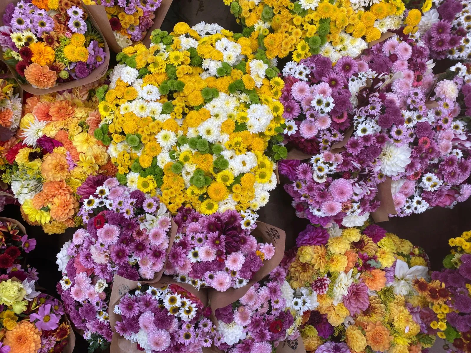 Chrysanthème