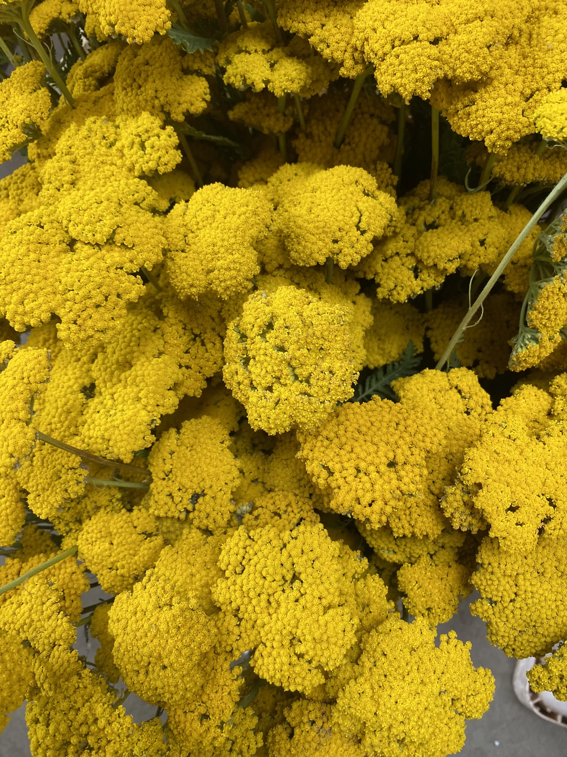 Achillea jaune