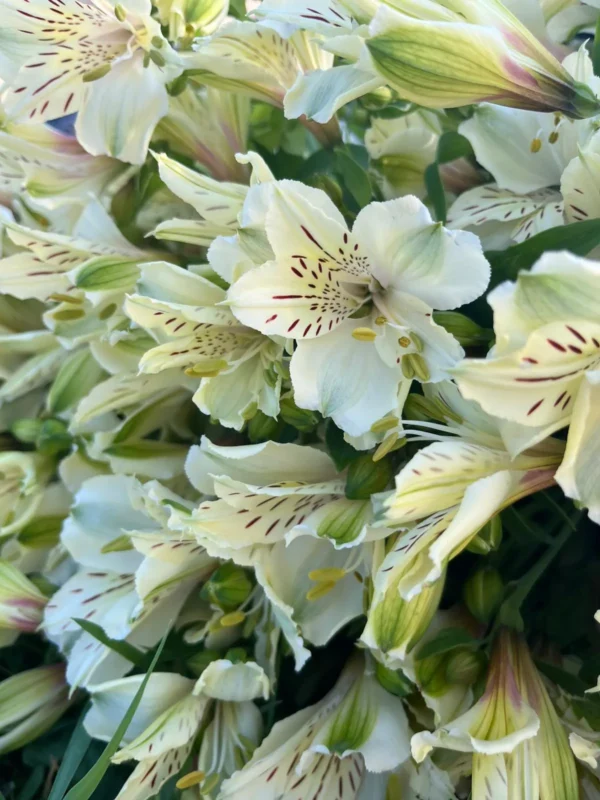 Alstromeria