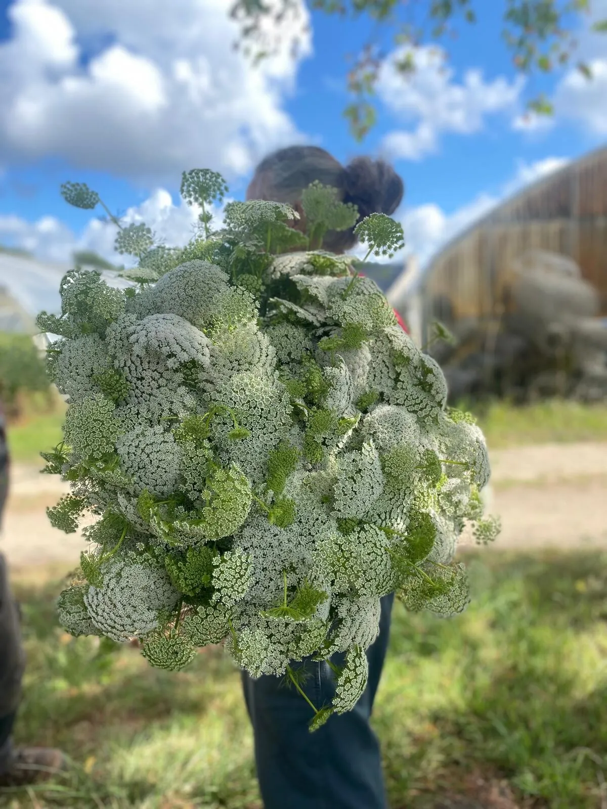 Ammi Visnaga