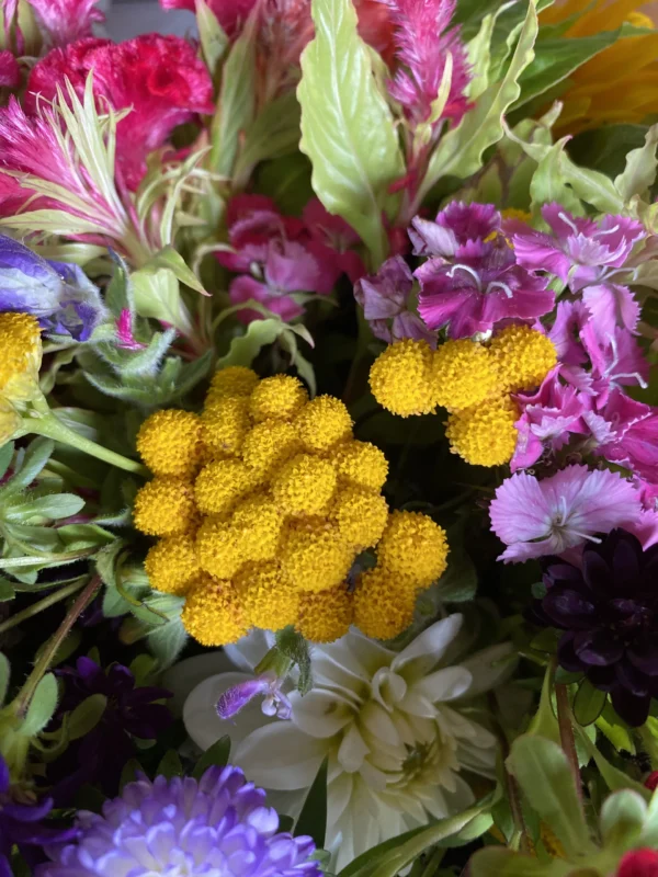 Bouquet de saison 1
