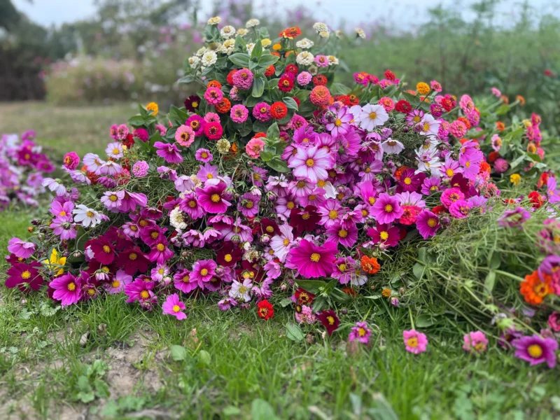 Bouquet de saison 3