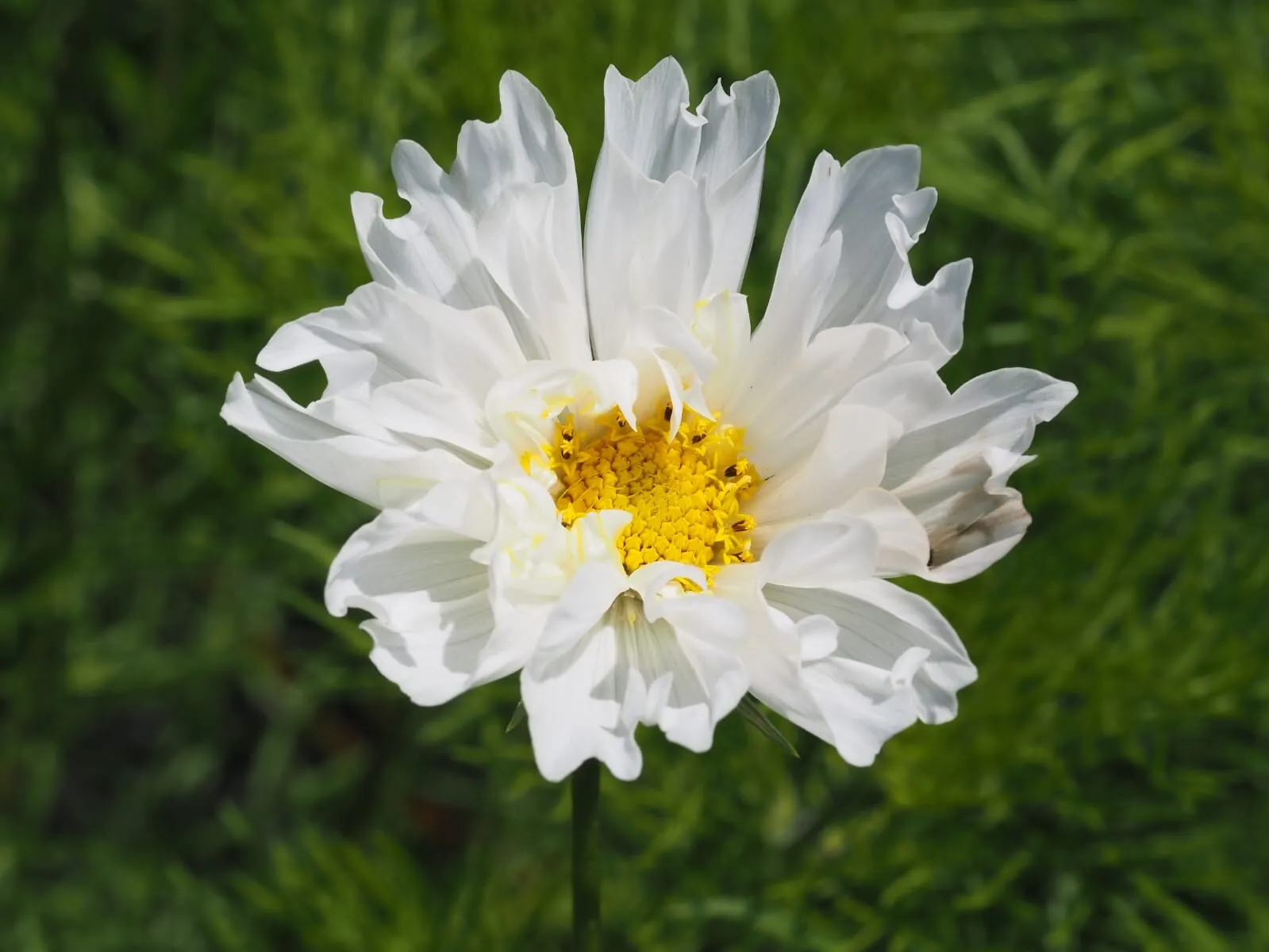 Cosmos