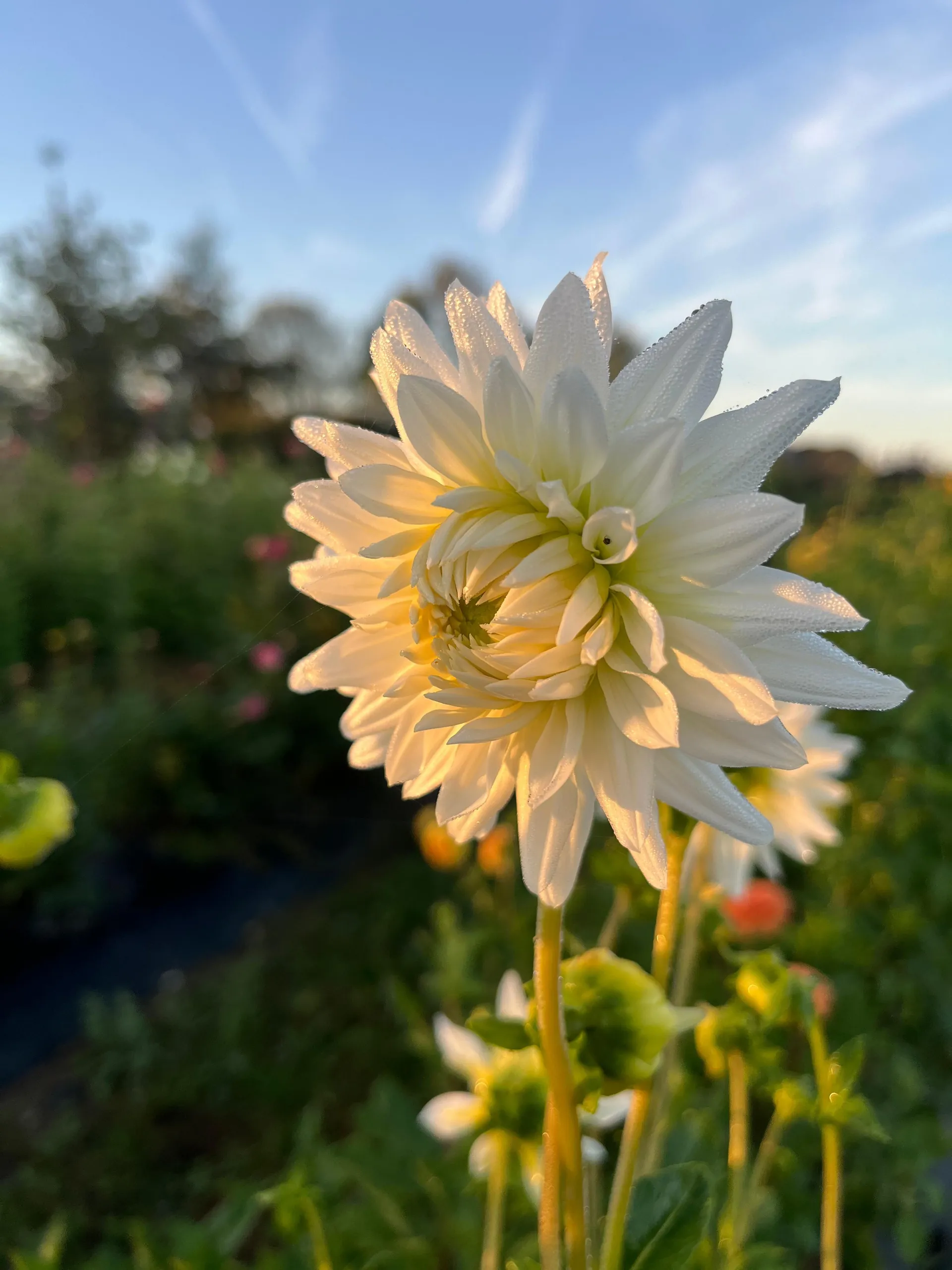 Dahlia