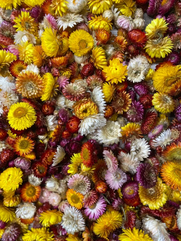 Immortelle