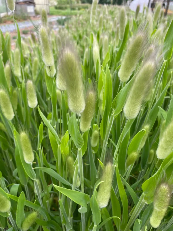 Lagurus