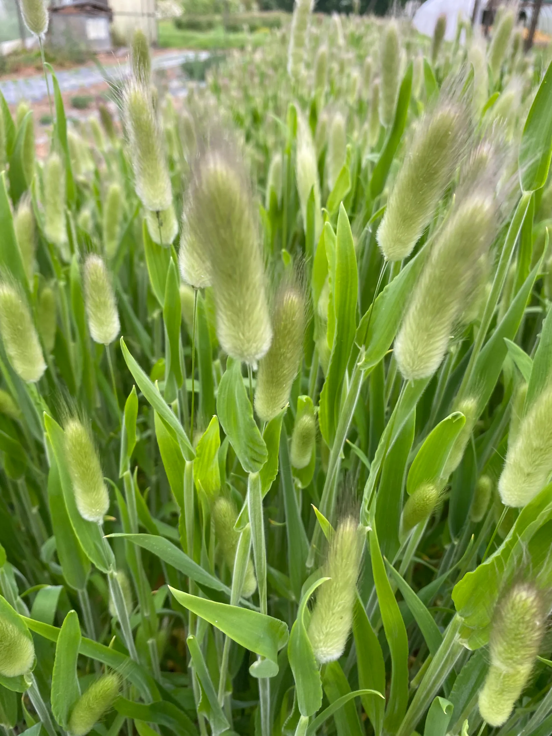 Lagurus