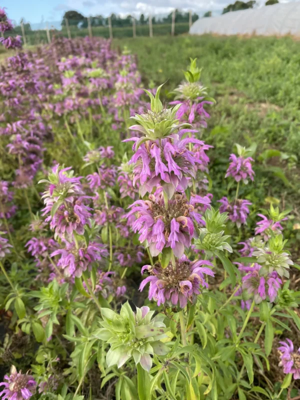 Monarde