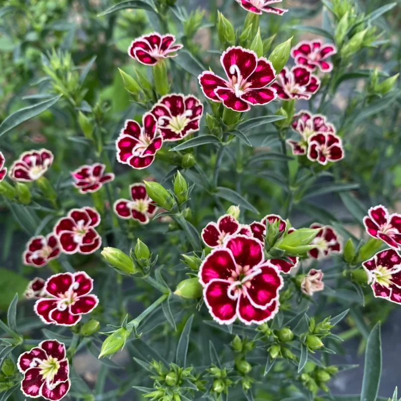 Oeillet des fleuristes