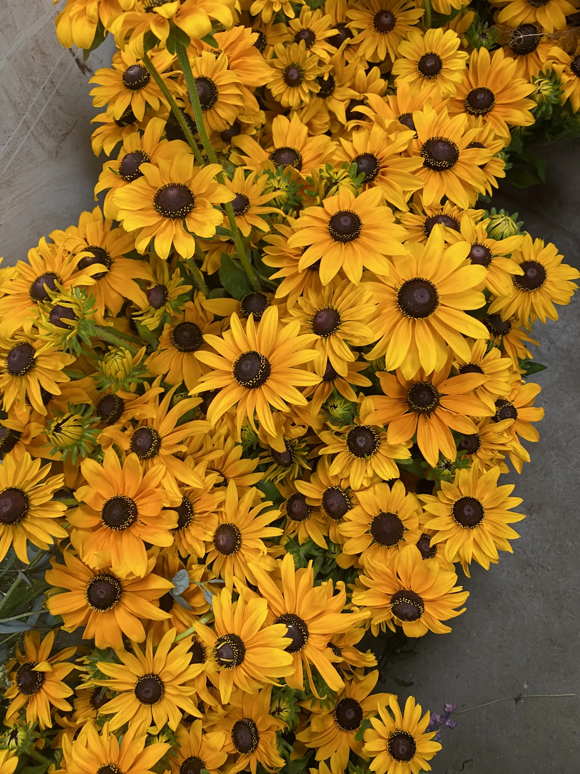 Rudbeckia