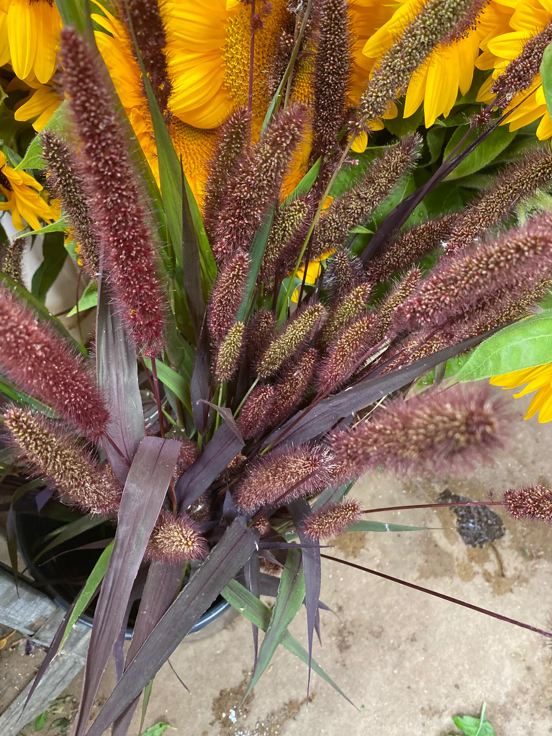 Setaria Italica