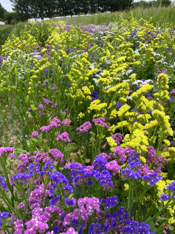 Statice Sinuata
