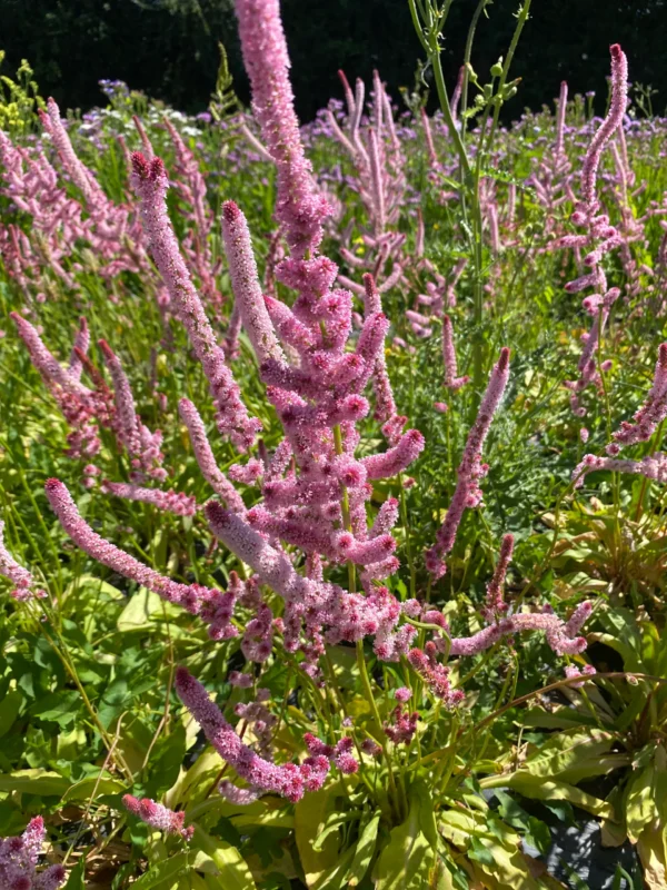 Statice Suworowii