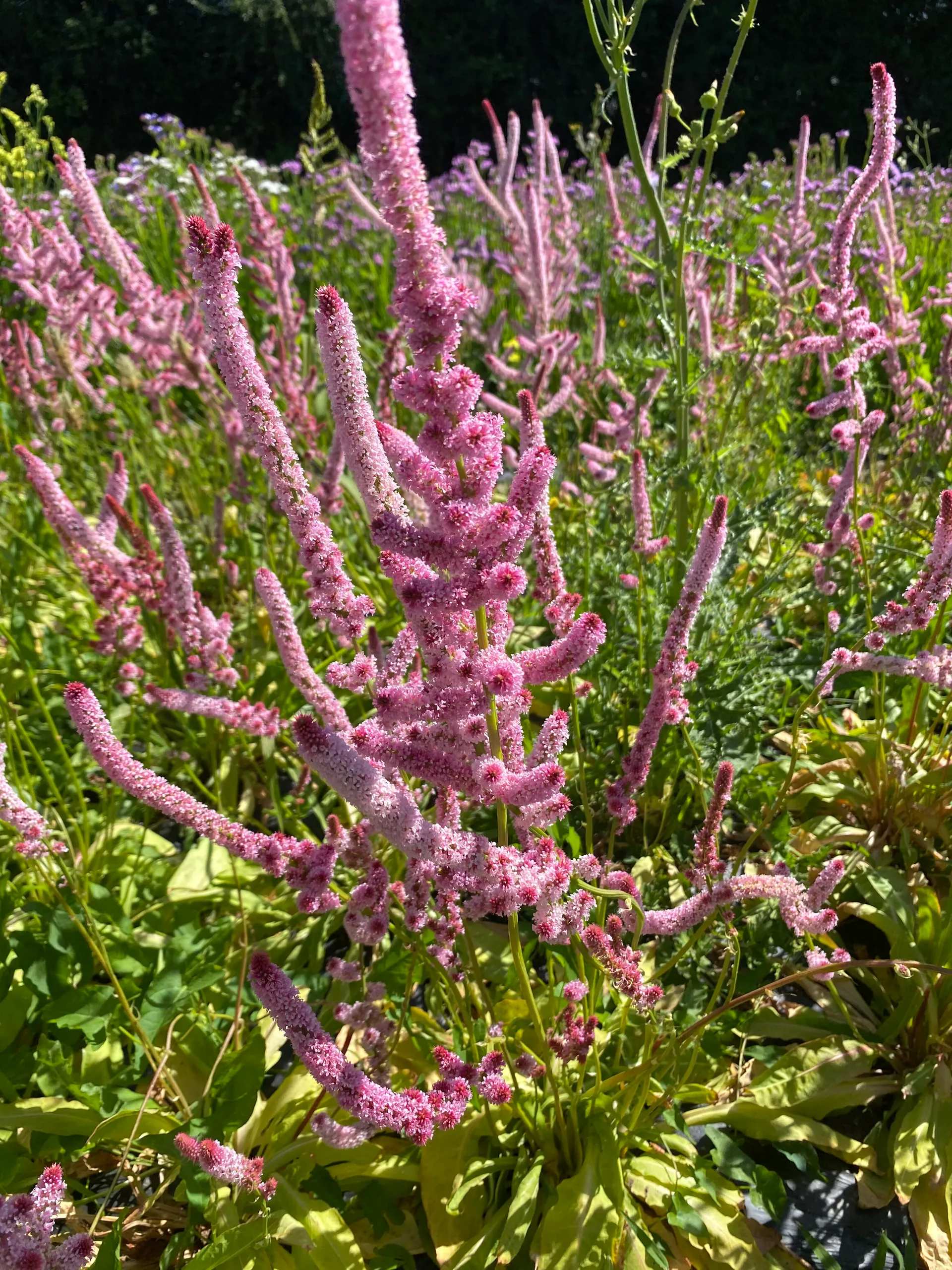 Statice Suworowii