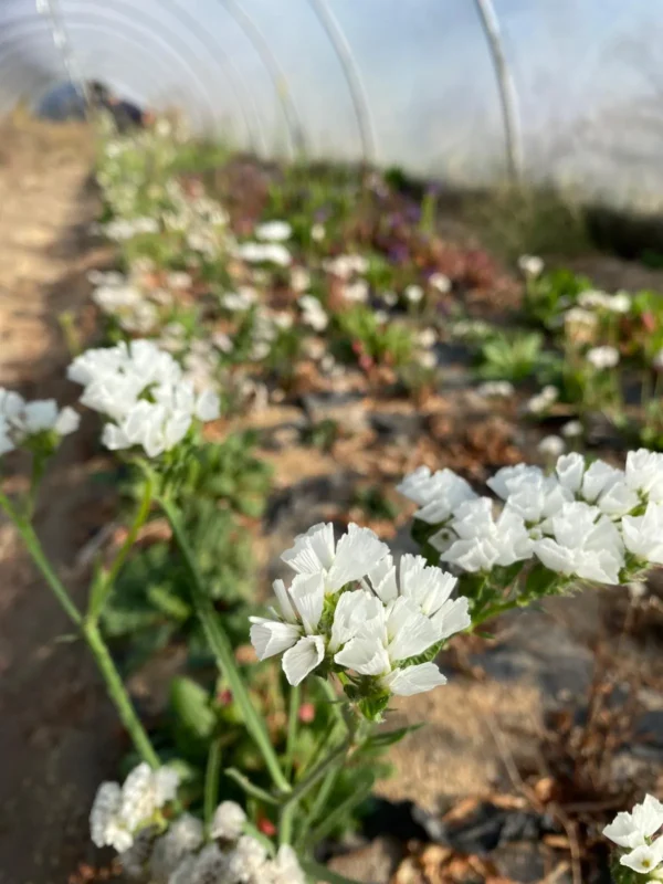 Statice Tartaricum