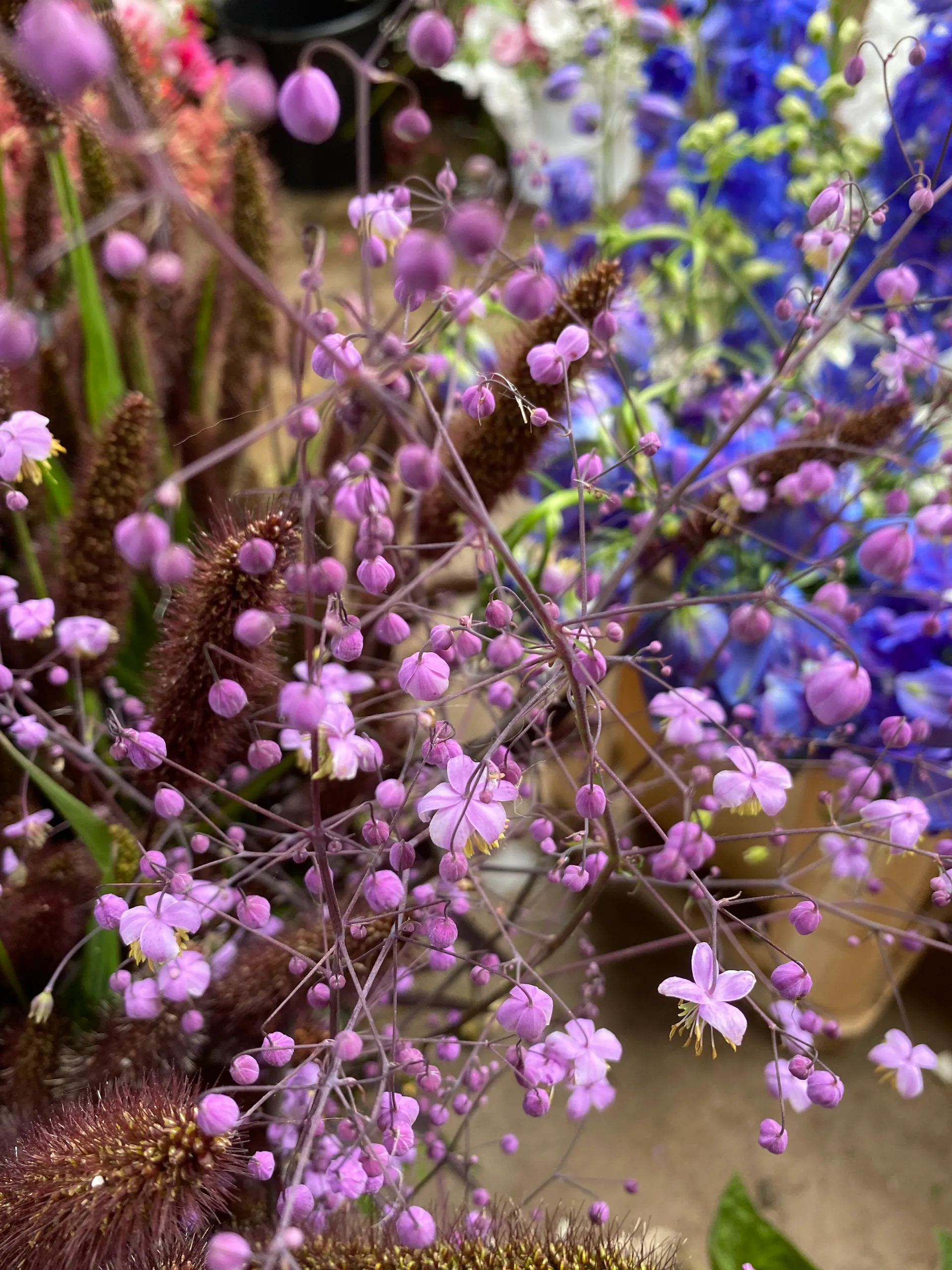 Thalictrum