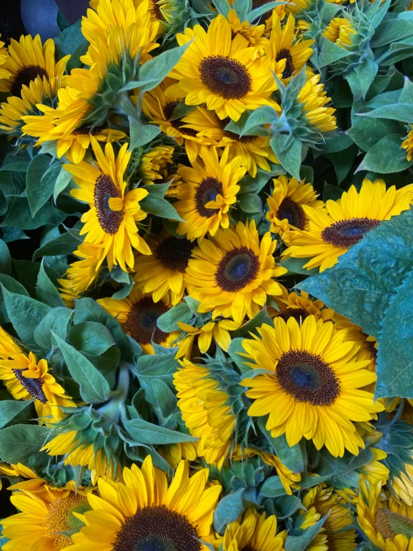Tournesol coeur noir