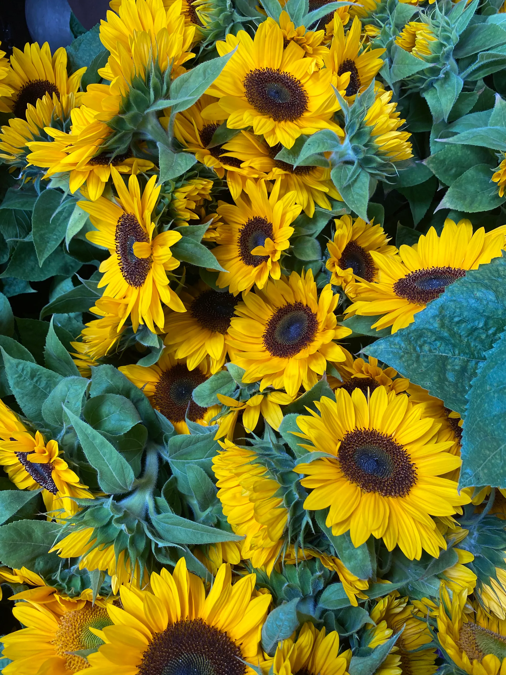 Tournesol coeur noir