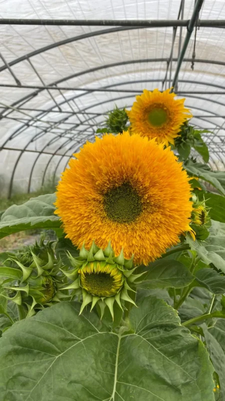Tournesol double