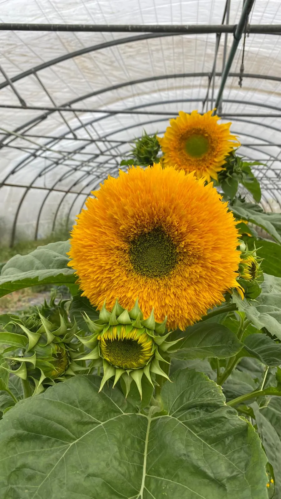 Tournesol double