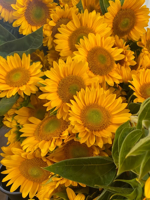 Tournesol simple coeur