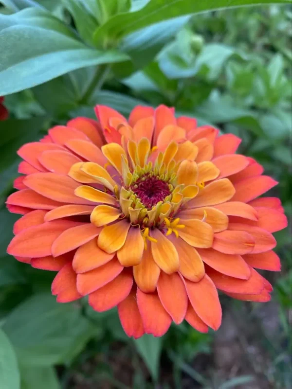 Zinnia