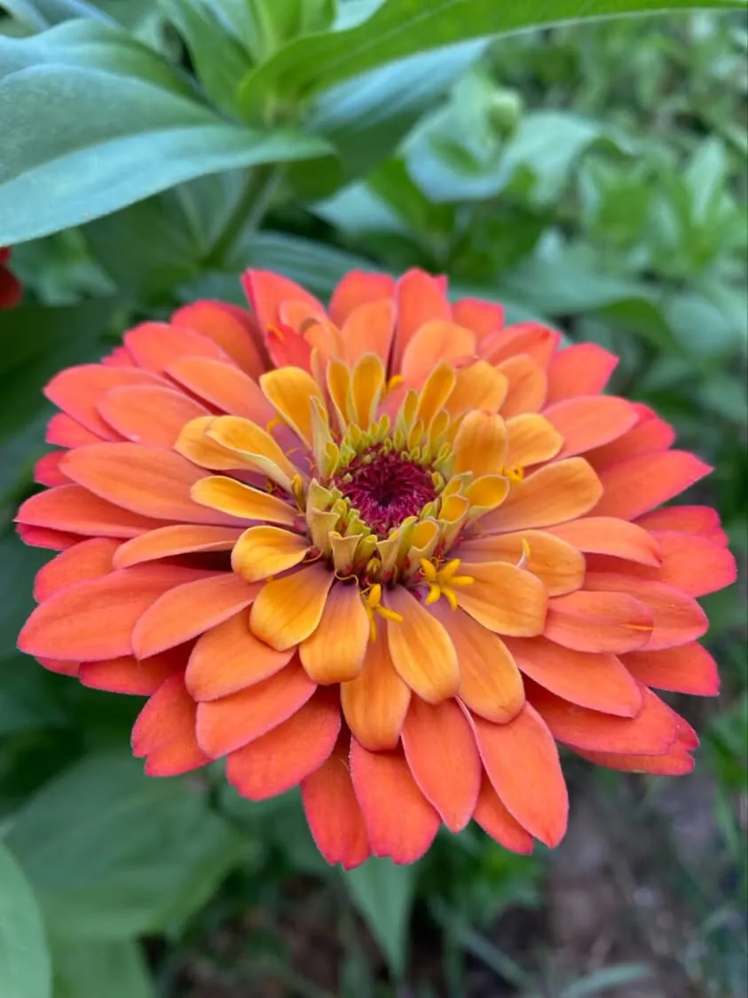 Zinnia