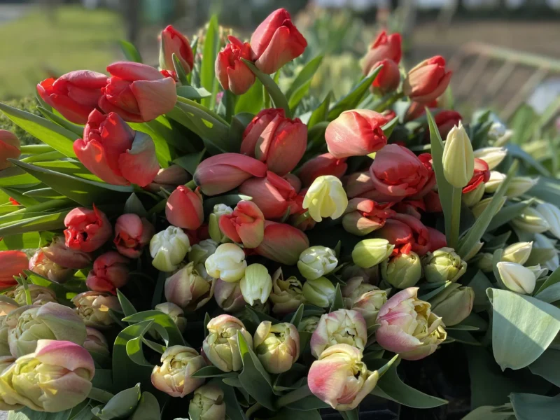 Bouquet de saison 1