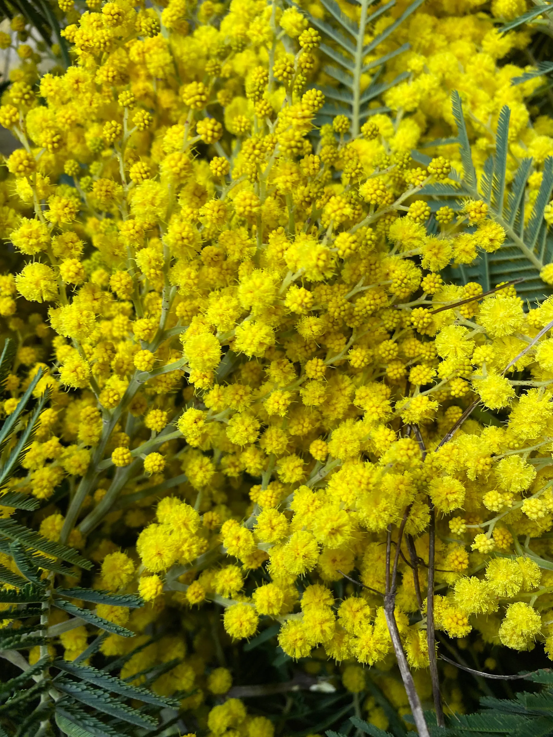 Mimosa