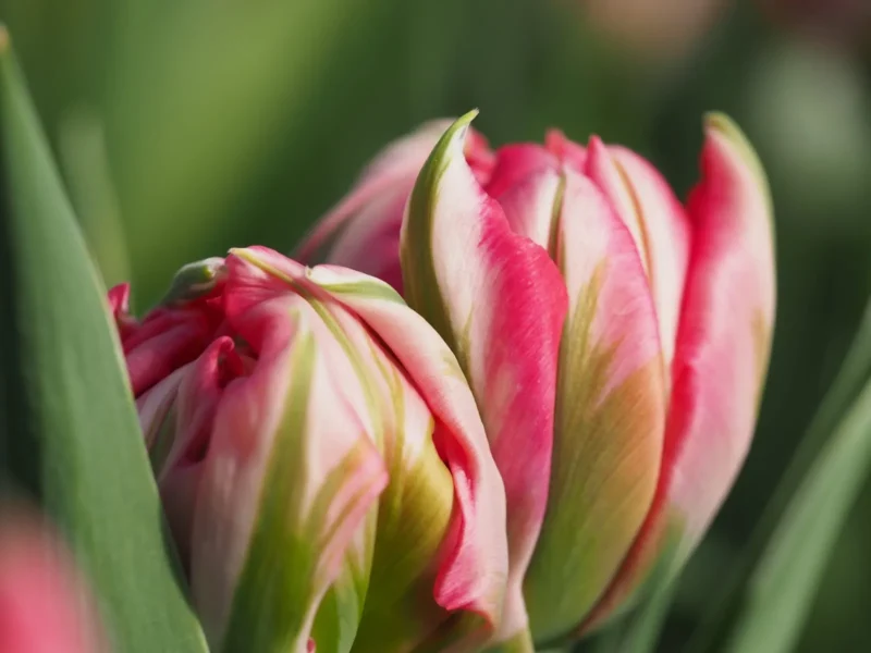 Tulipe