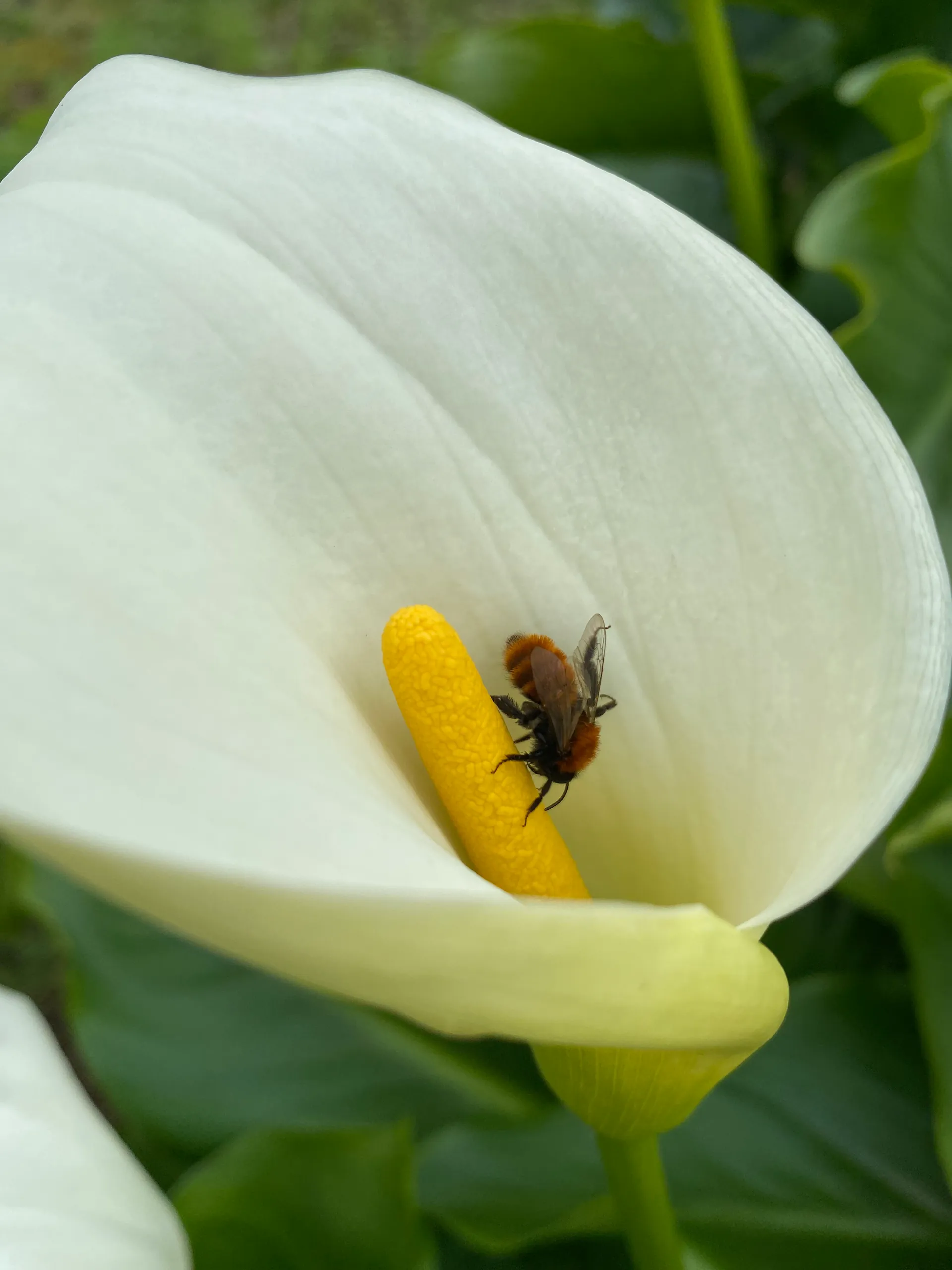 Arum