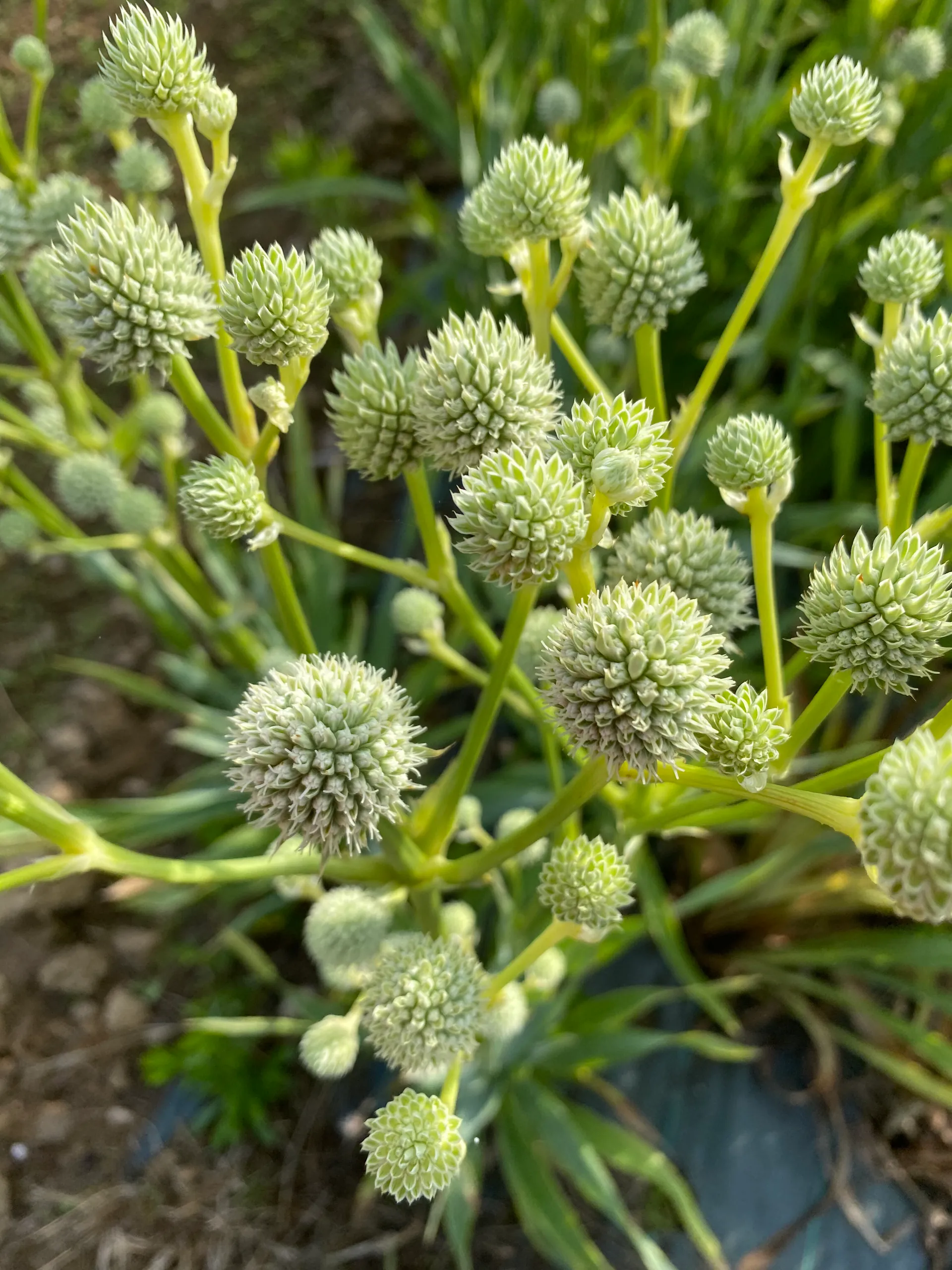 Eryngium-Chardon