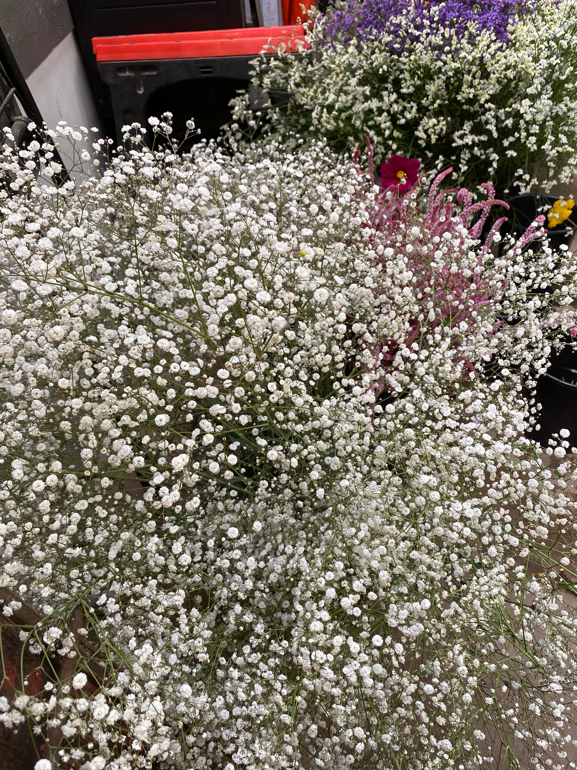 Gypsophile