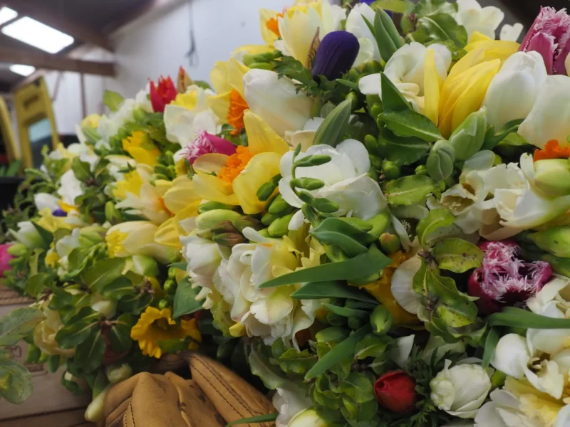 Fleurs printanières en pleine floraison