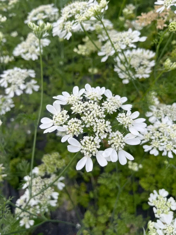 Orlaya