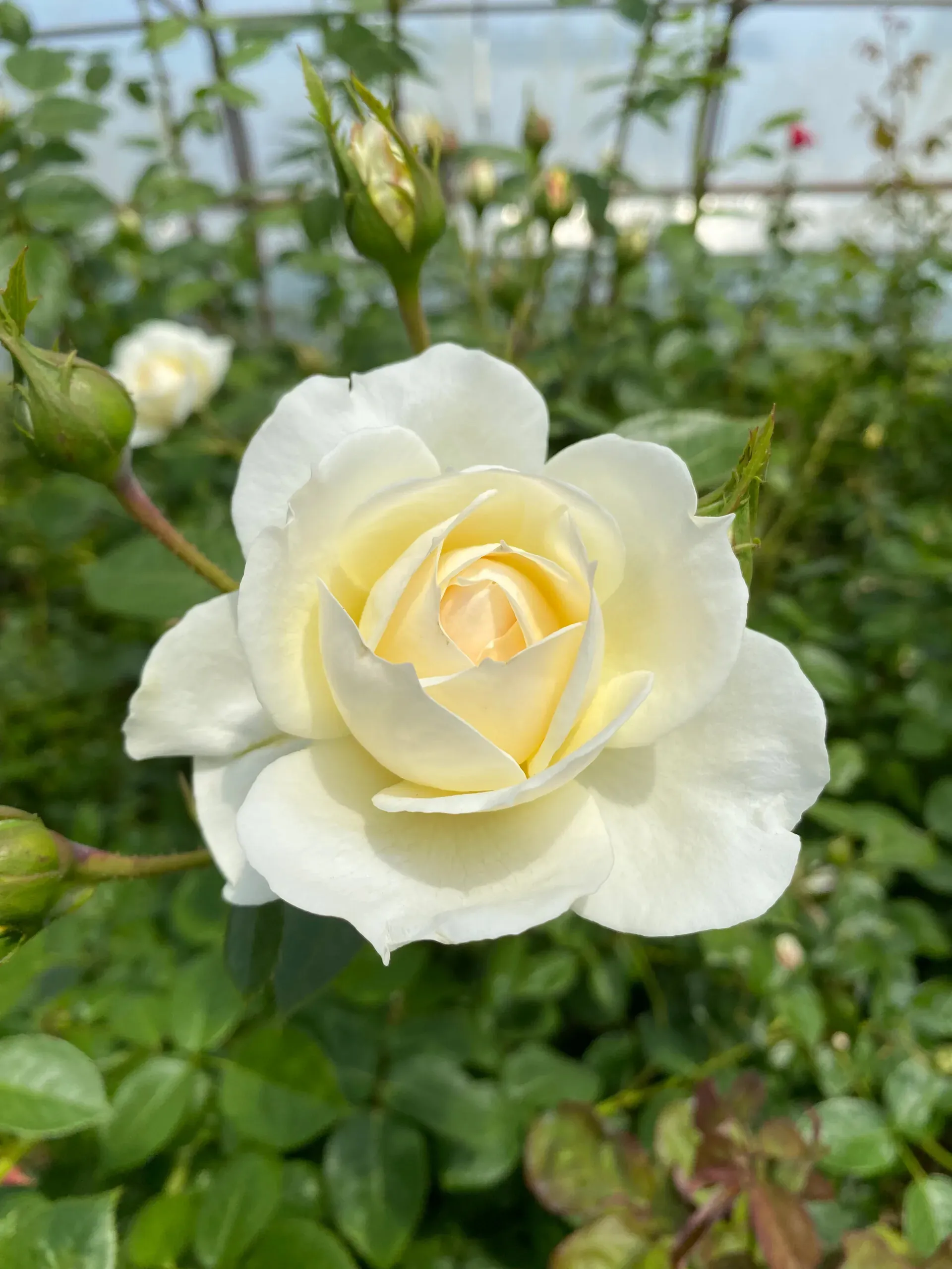 Rosier